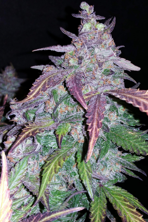 Fastberry Auto