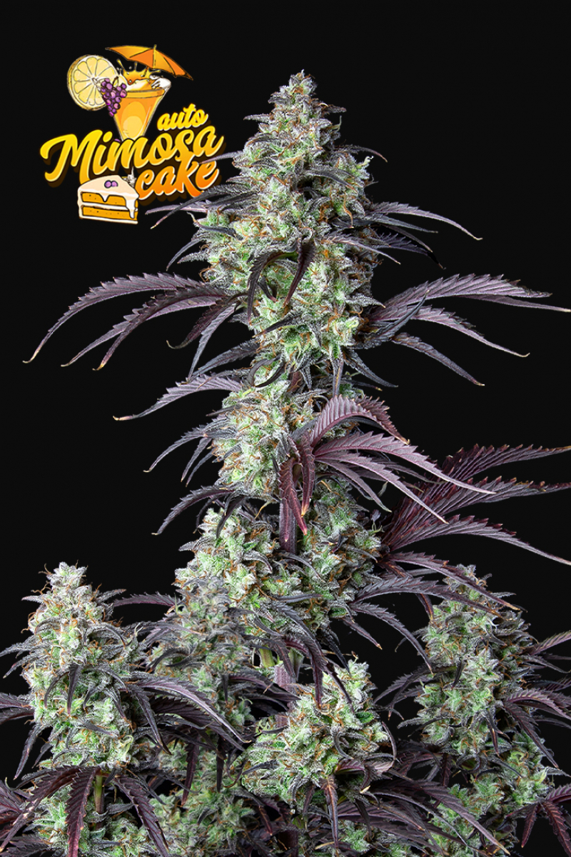 Photo of Mimosa Cake Auto