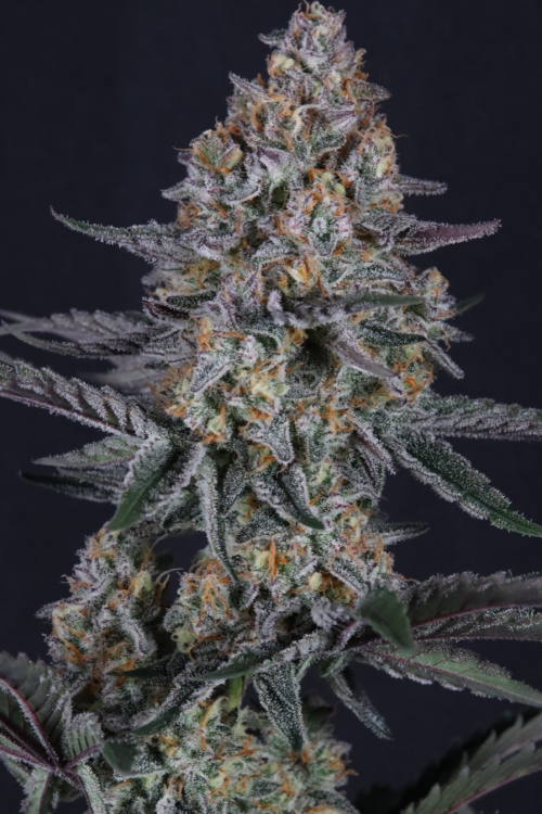 Guava Sundae Auto