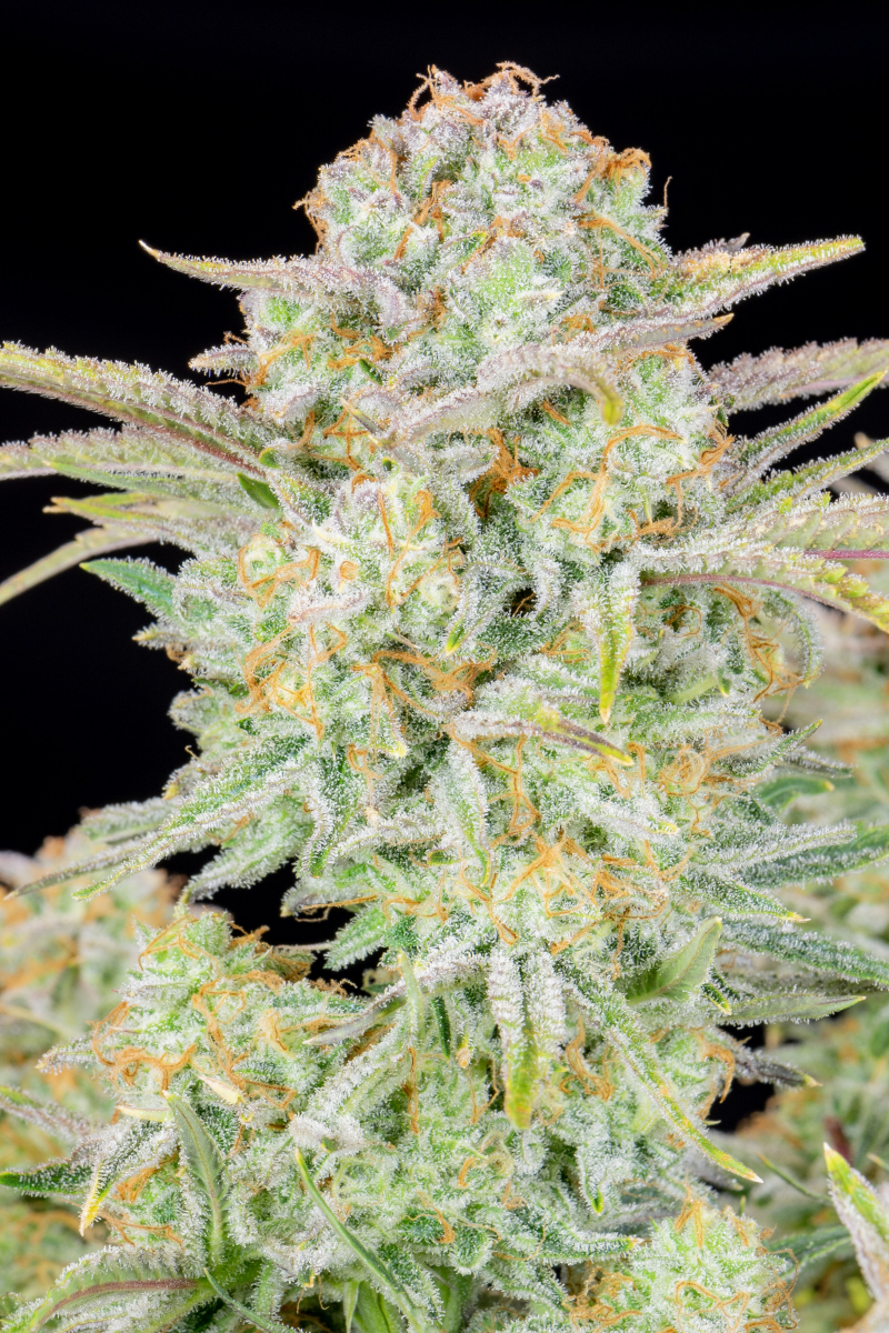 Photo of Bruce Banner Auto