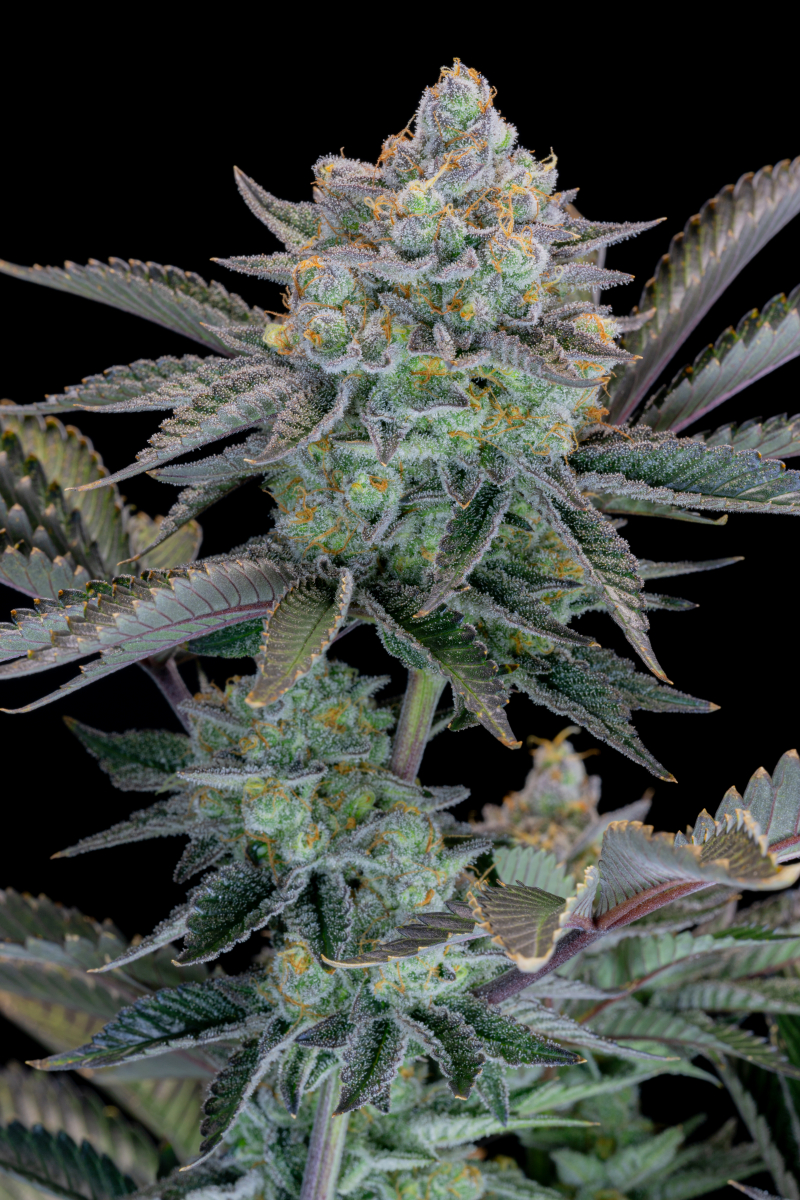 Photo of Gorilla Cookies FF