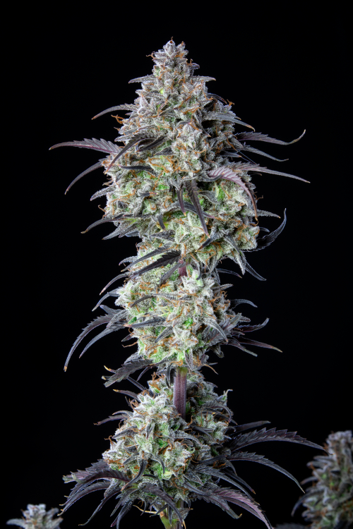 Mimosa Cake Auto