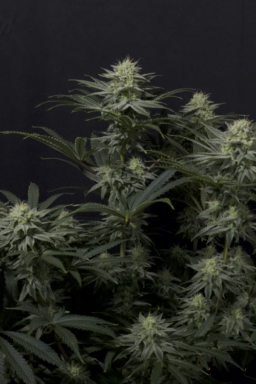 GG4 Sherbet FF