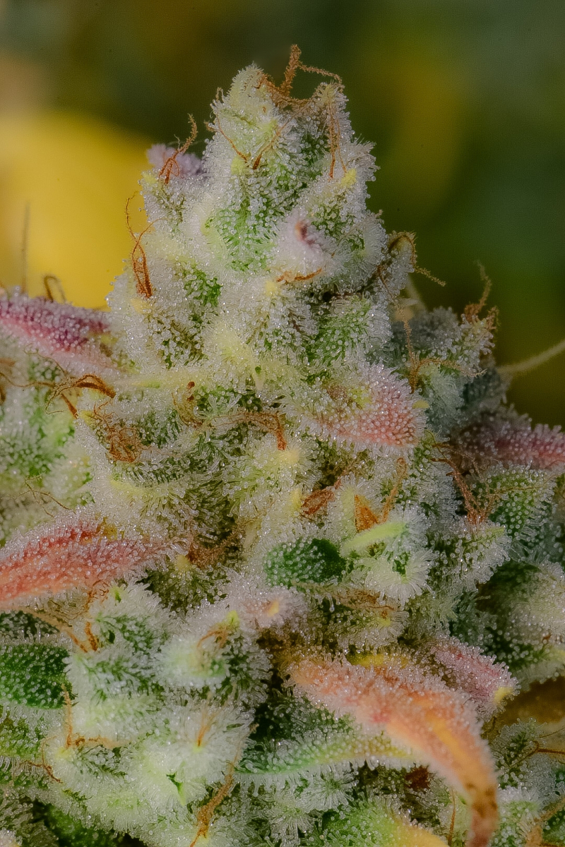 Photo of Gelato Auto