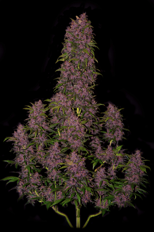 Crystal Meth Auto