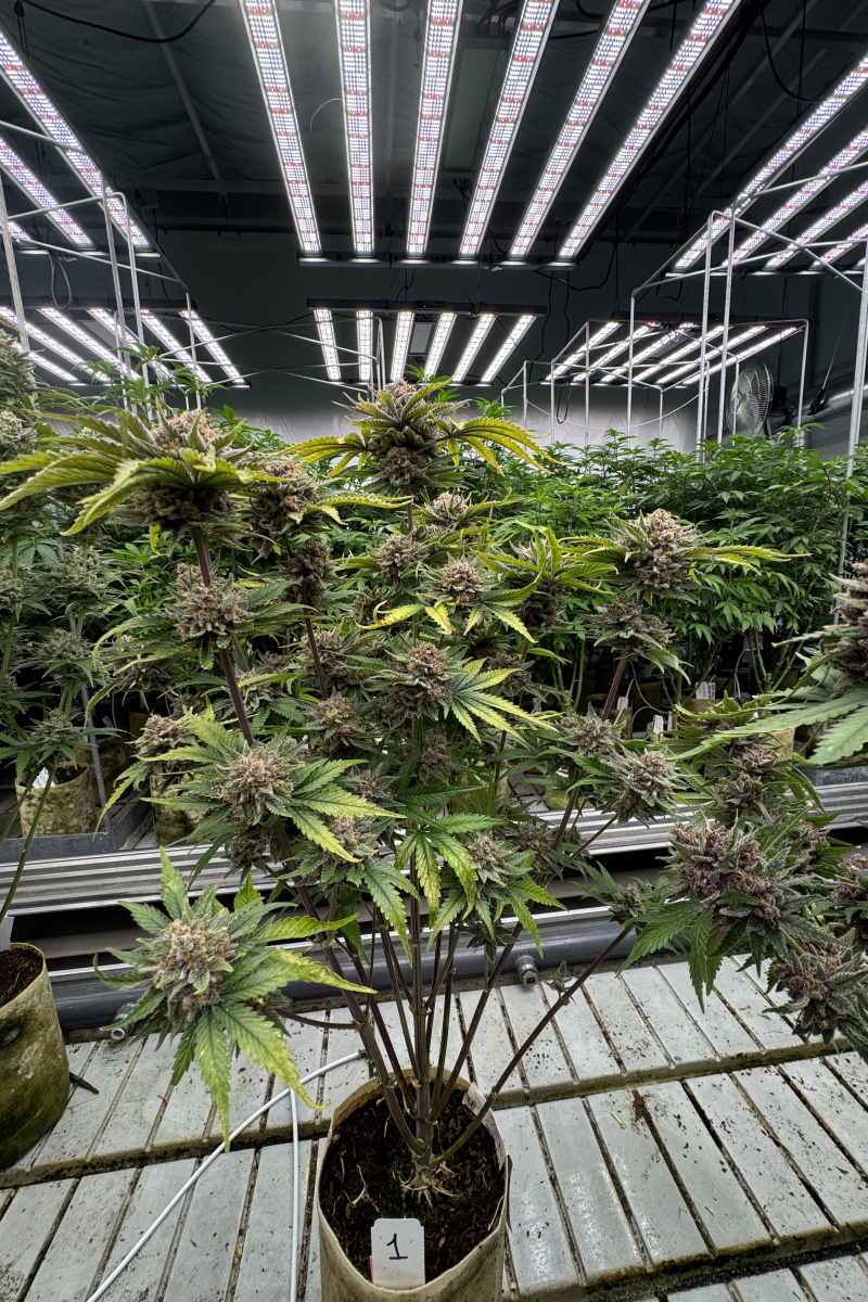 Photo of Cherry Cola Auto RF3