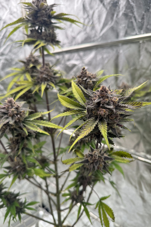 Cherry Cola Auto RF3