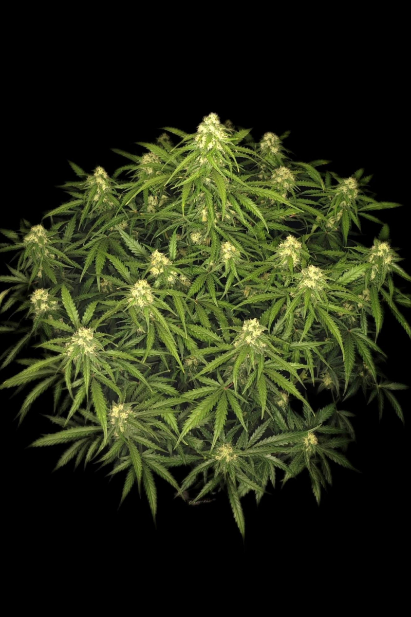 Photo of Sour Jealousy Auto