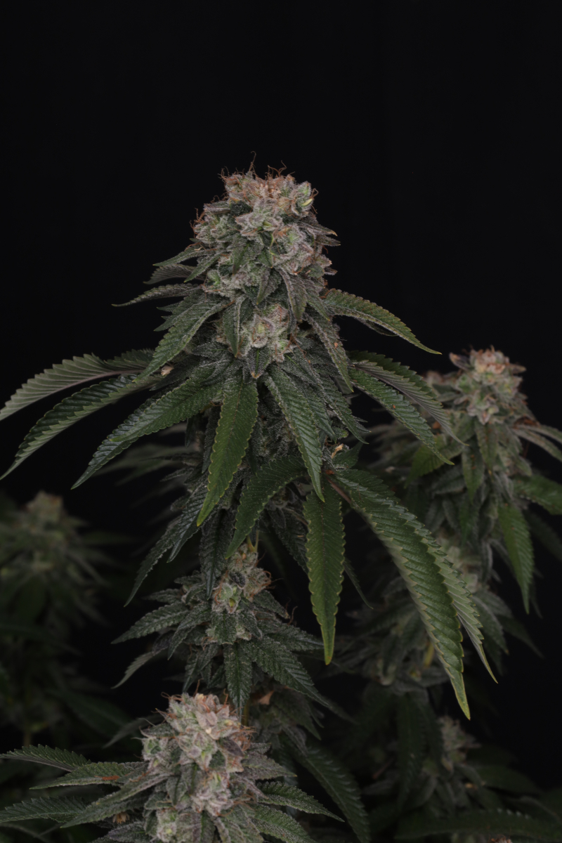 Photo of GG4