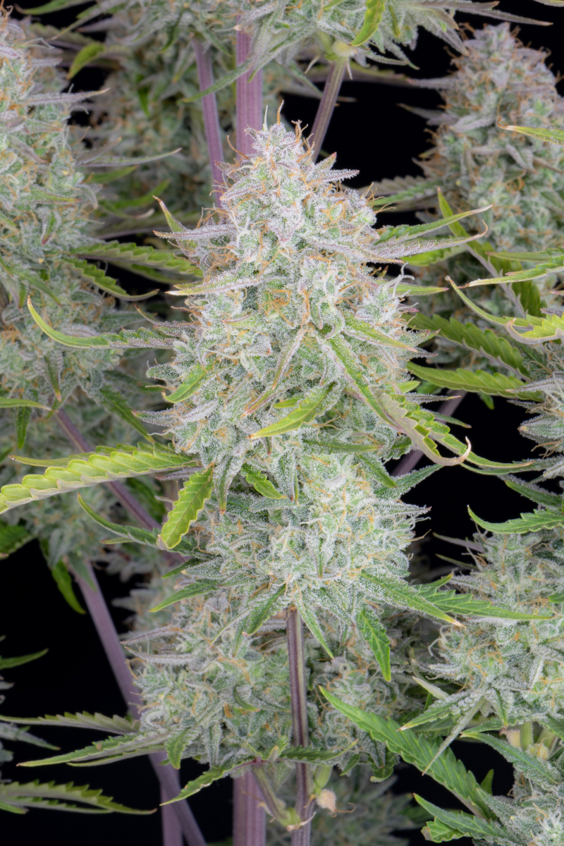 Photo of Wedding Cheesecake Auto