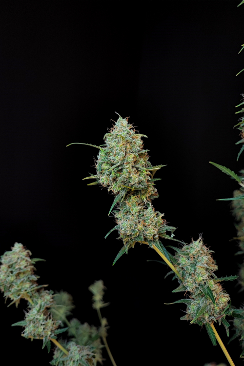 Jack Herer Auto