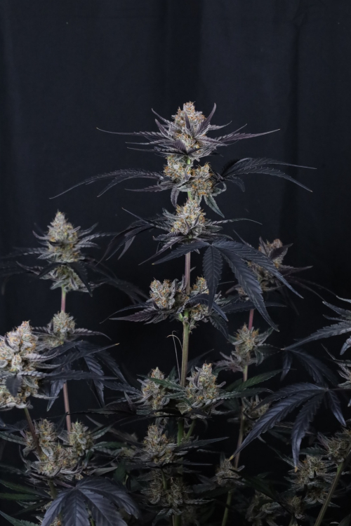 Guava Runtz Auto