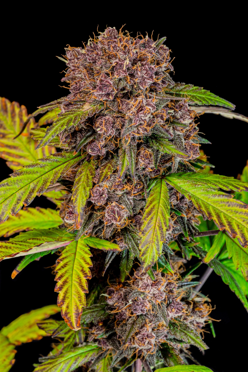 Photo of Lemon Cherry Cookies Auto