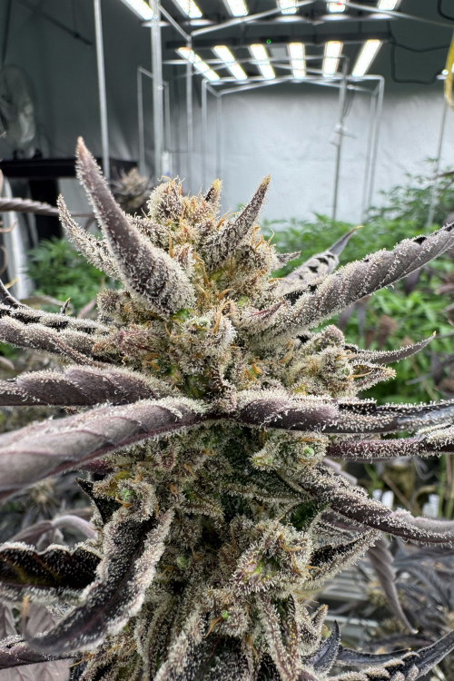 Guava Auto RF3