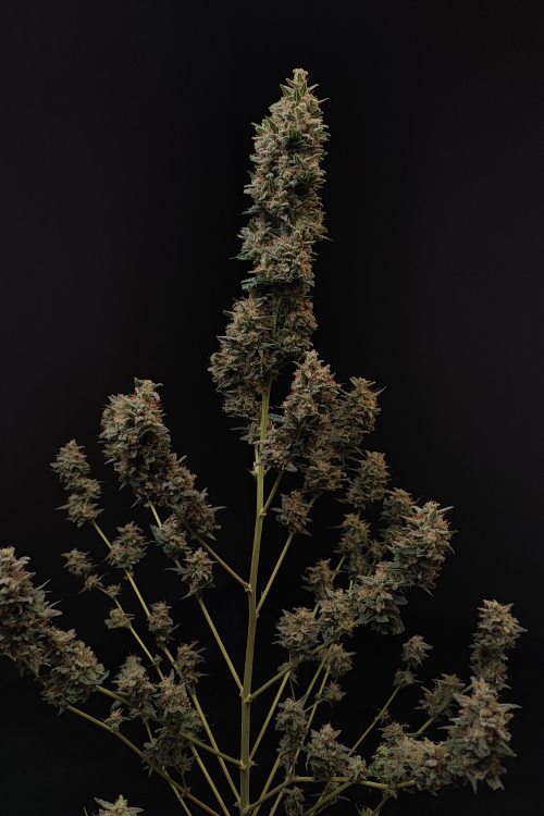 Chemdawg Auto