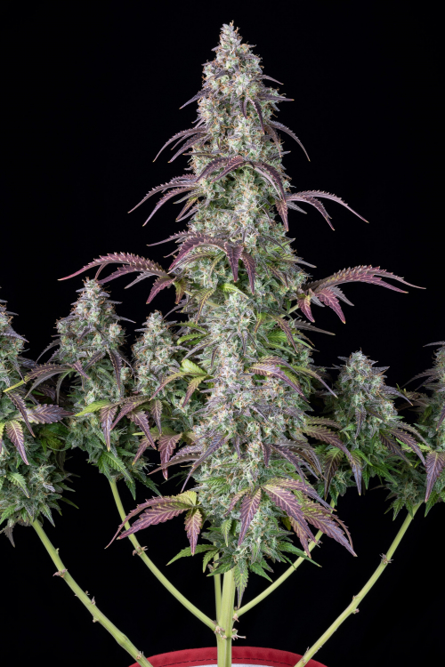 Lemon Pie Auto