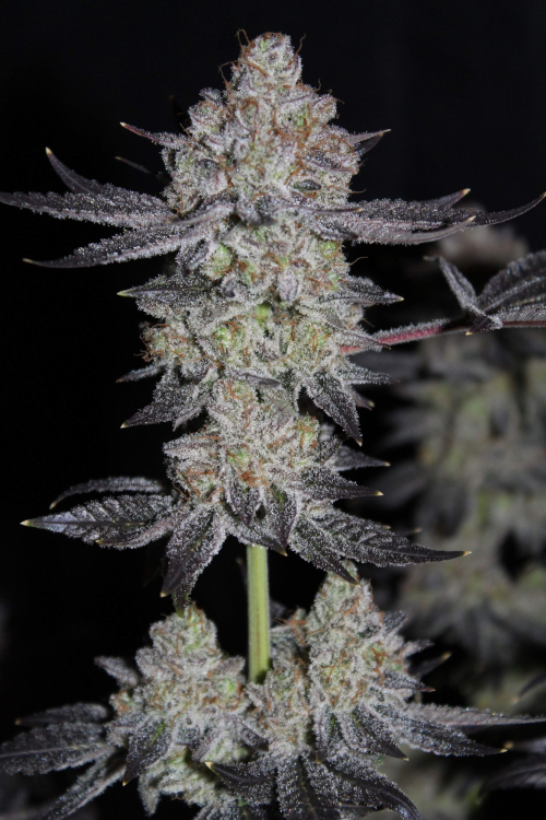 Tropicana Cookies FF