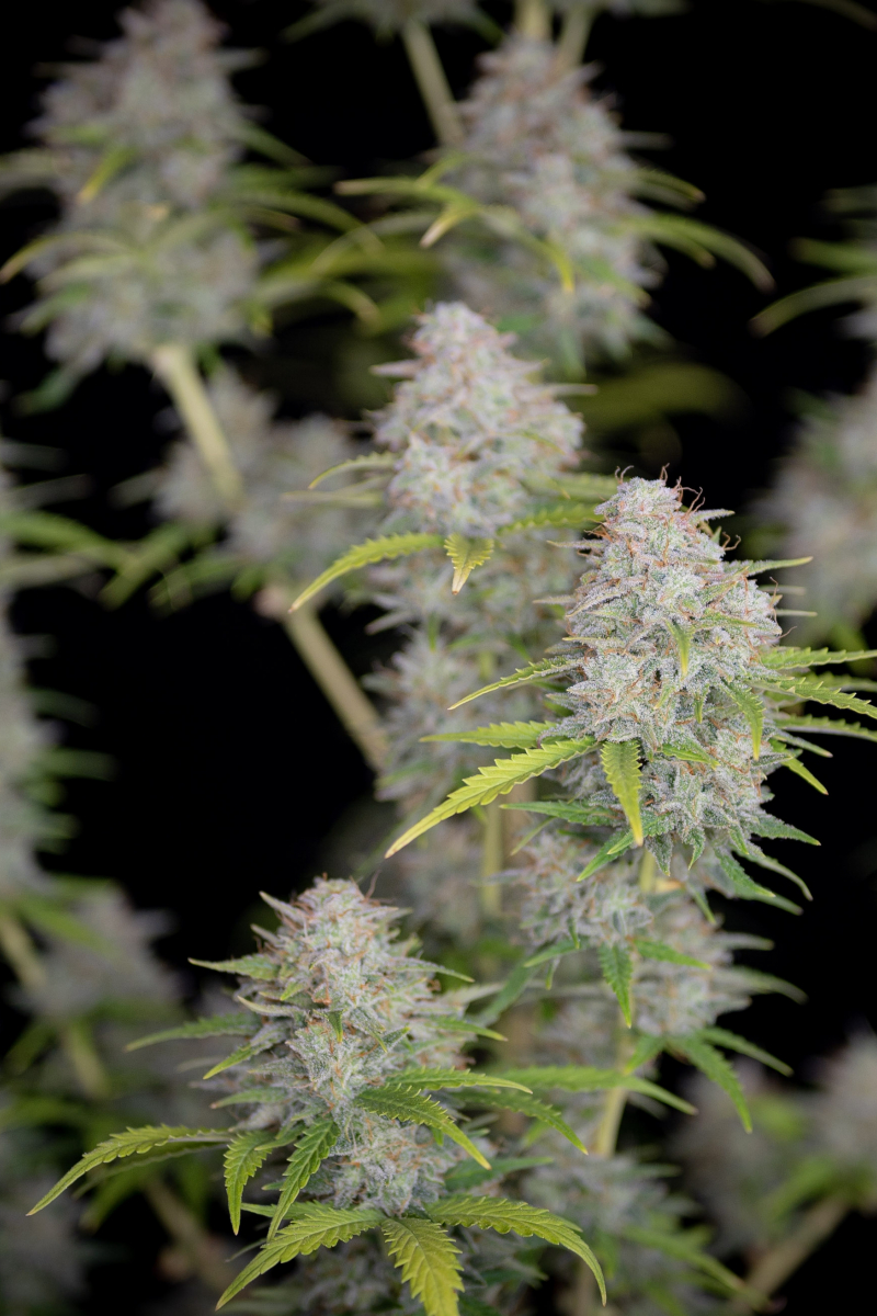 Photo of Orange Sherbet Auto