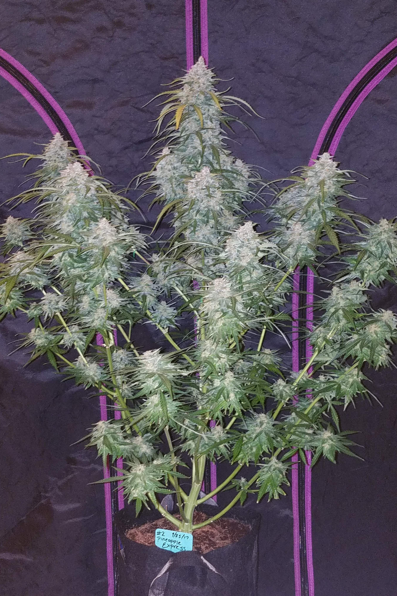 Photo of Pineapple Express Auto