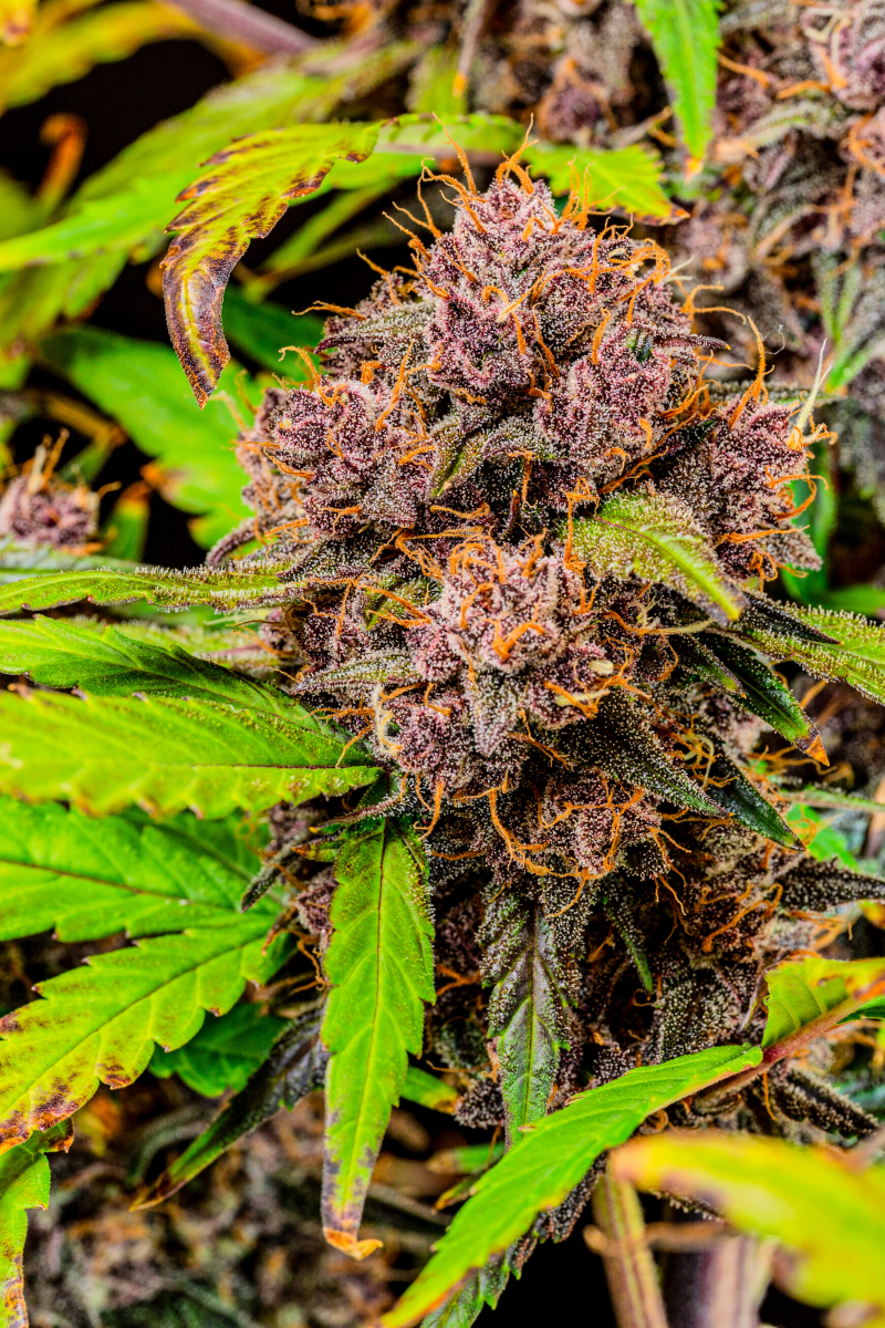 Photo of Lemon Cherry Cookies Auto