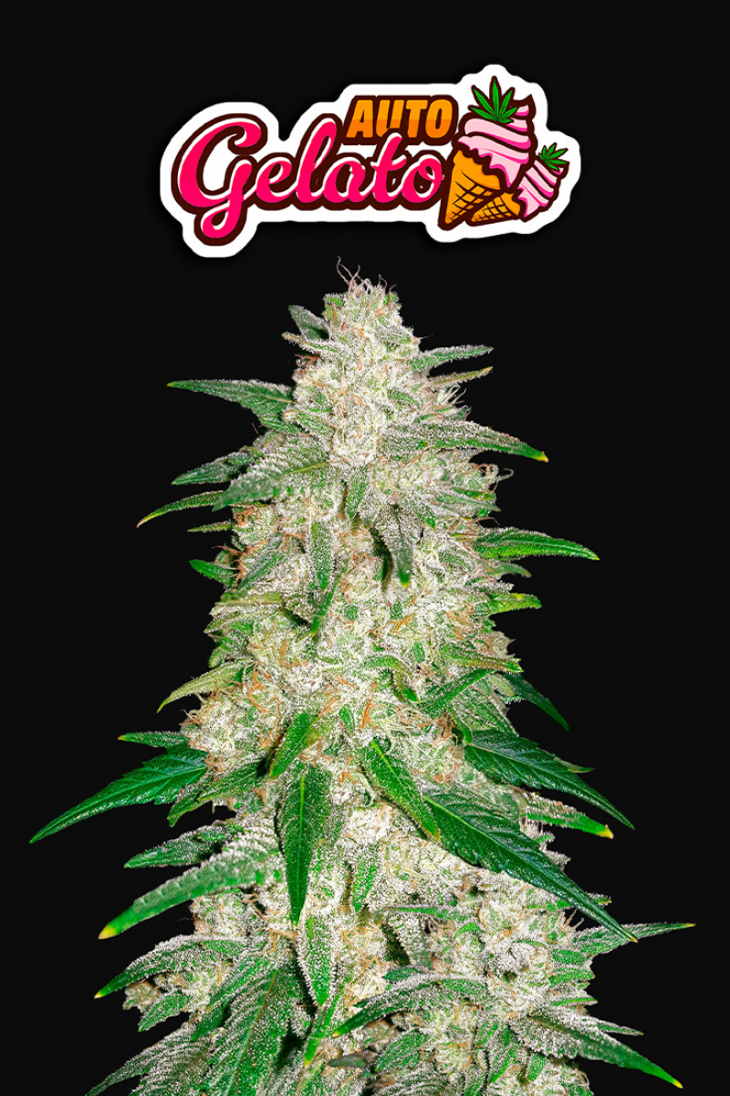 Photo of Gelato Auto