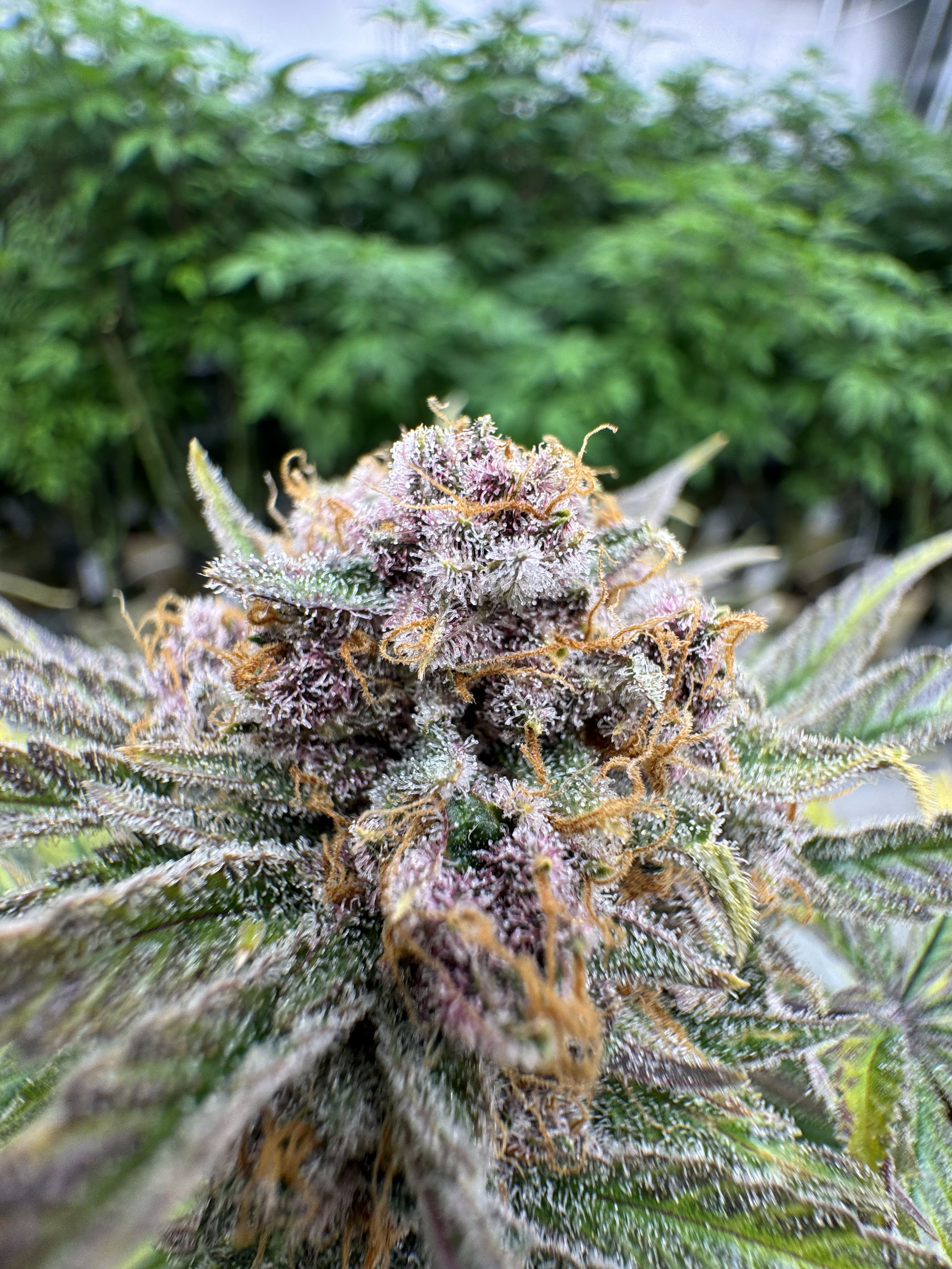 Cherry Cola Auto RF3