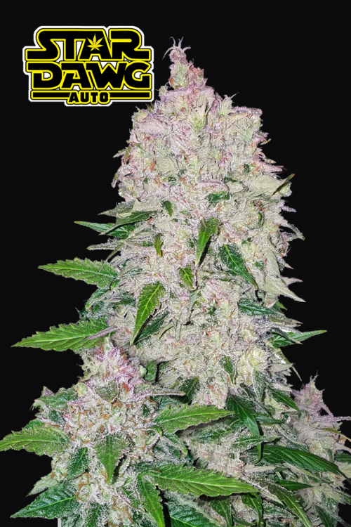 Stardawg Auto