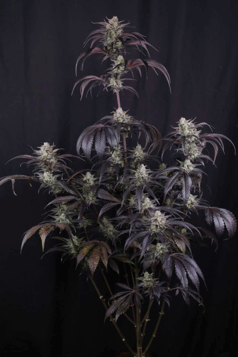 Photo of Strawberry Gorilla Auto RF3