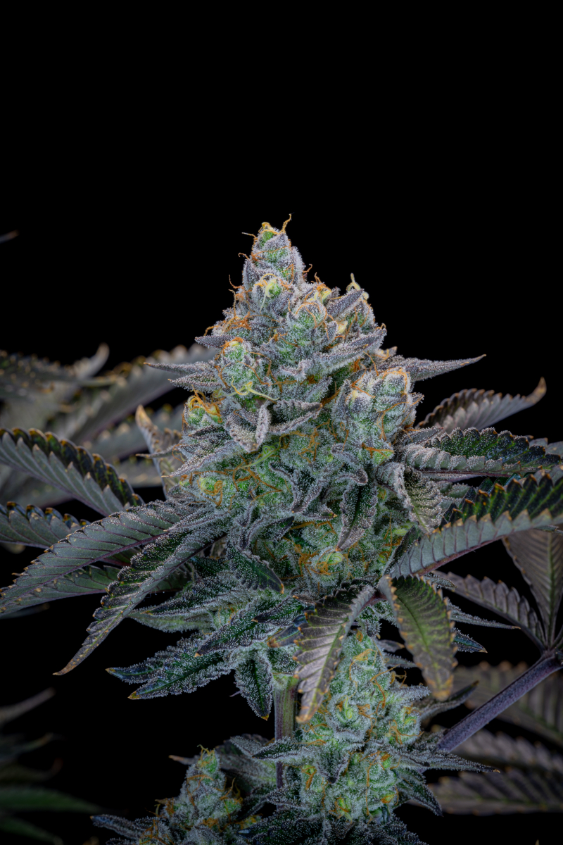 Photo of Gorilla Cookies FF
