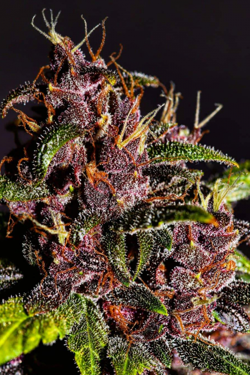 Crystal Meth Auto
