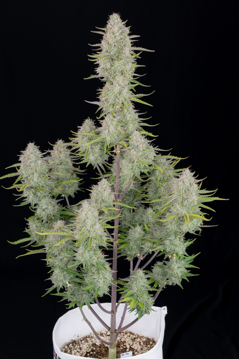 Photo of Wedding Cheesecake Auto