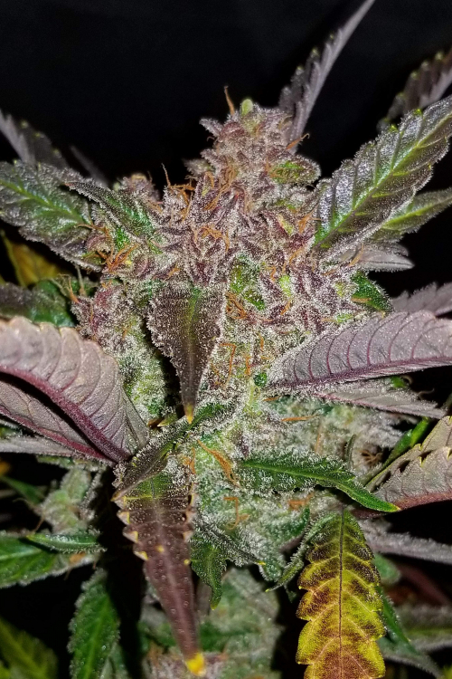 Cream Cookies Auto