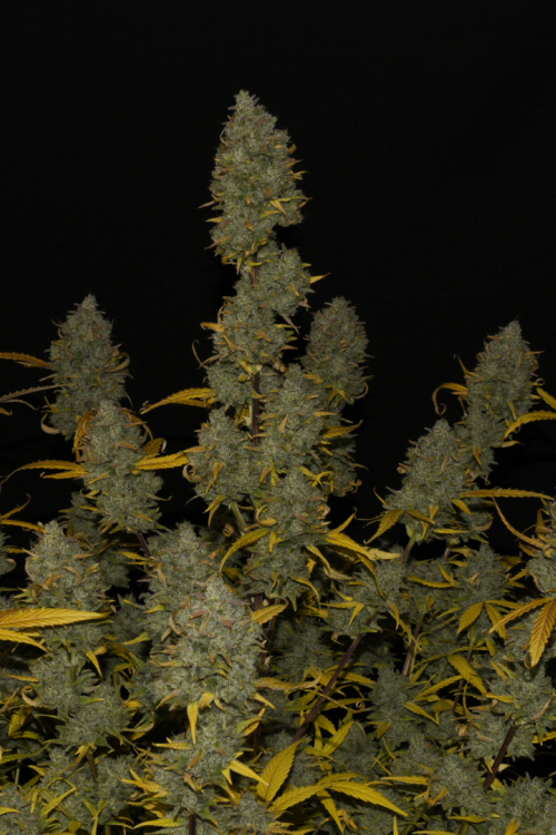 Gelato Auto
