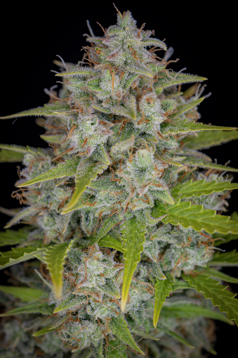 Photo of Orange Sherbet Auto