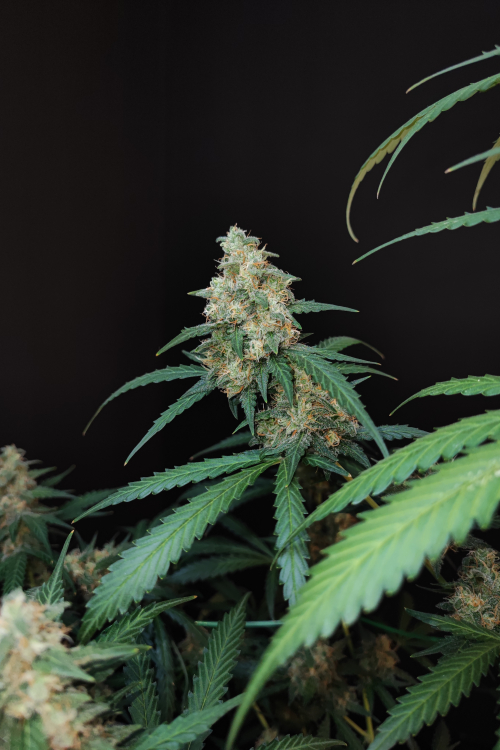 Cheese Auto