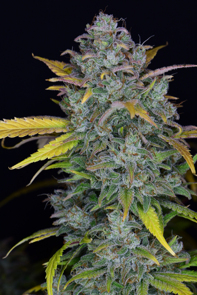 Photo of Gelato Auto