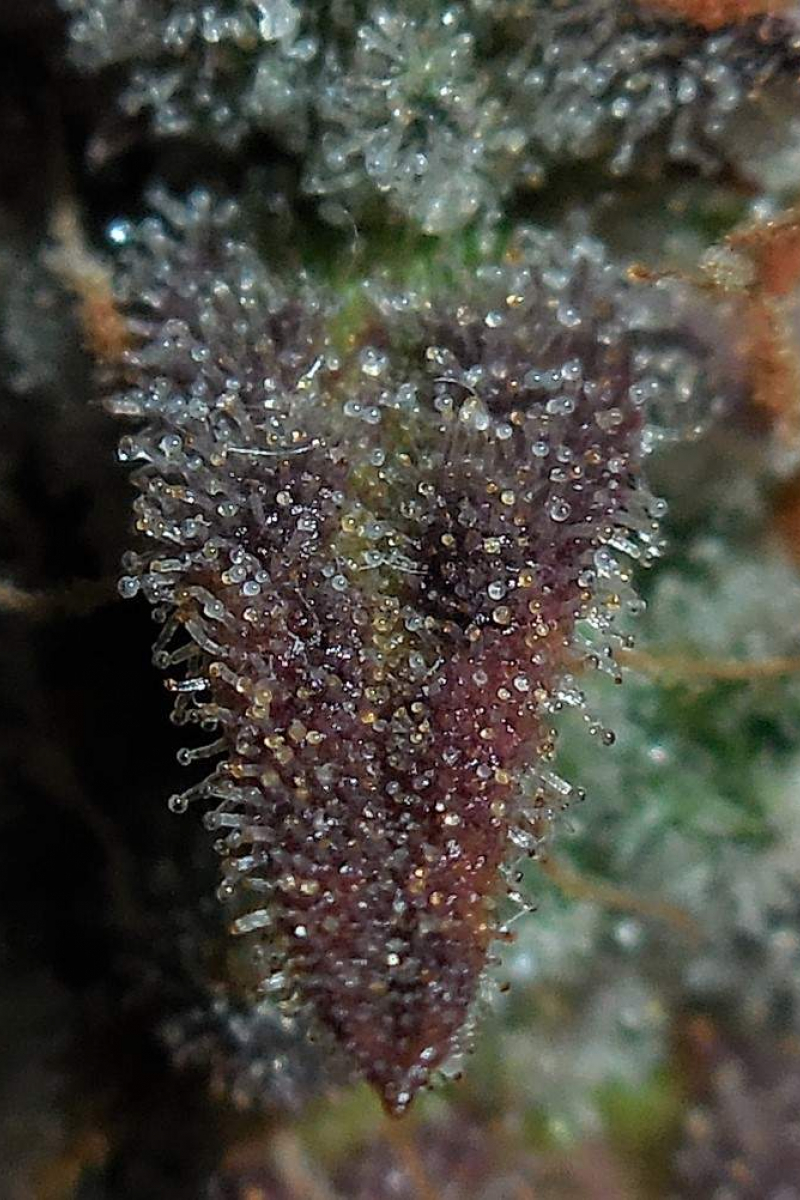 Photo of Lemon AK Auto