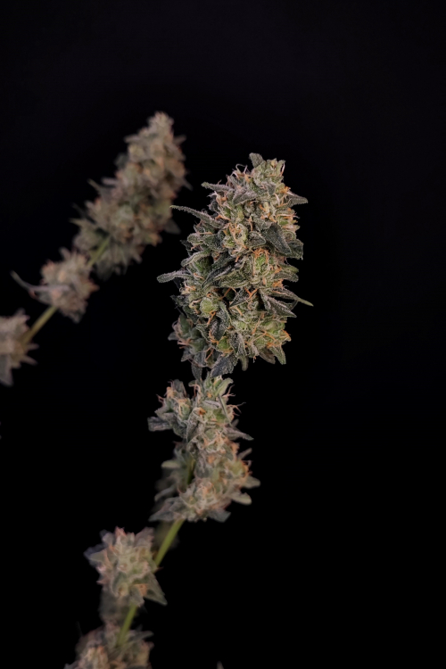 BubbleGum Auto
