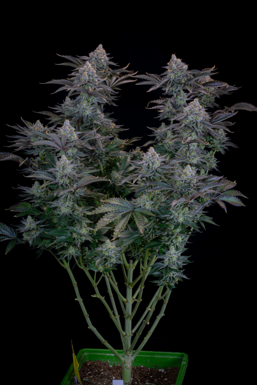 Gorilla Cookies FF