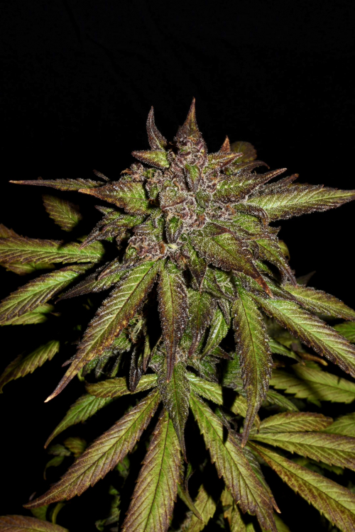 Smoothie Auto
