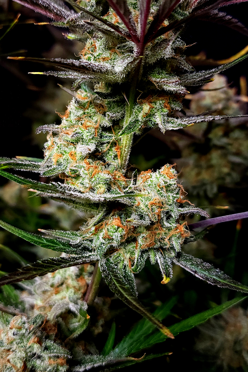 Photo of Apple Strudel Auto