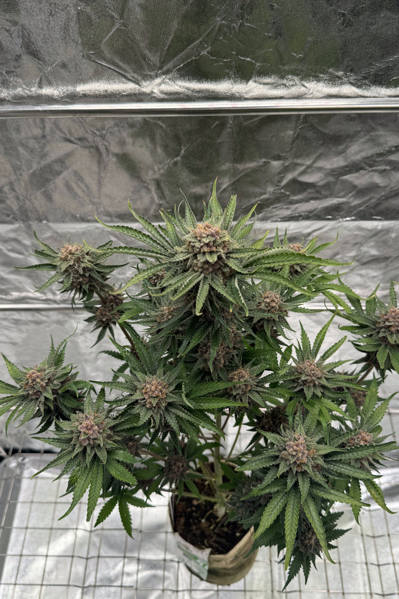 Photo of Cherry Cola Auto RF3