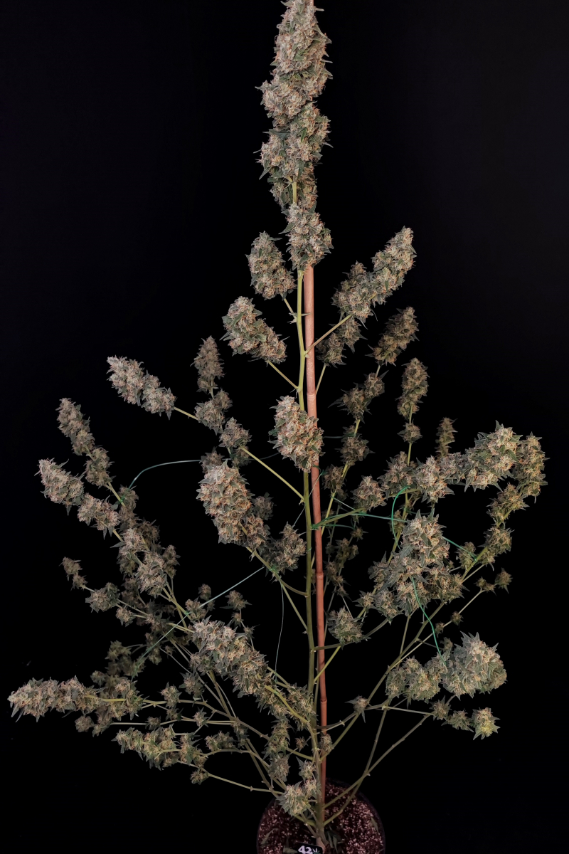 Photo of Cheese Auto