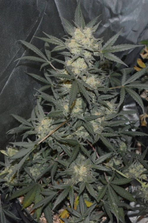 Girl Scout Cookies Auto