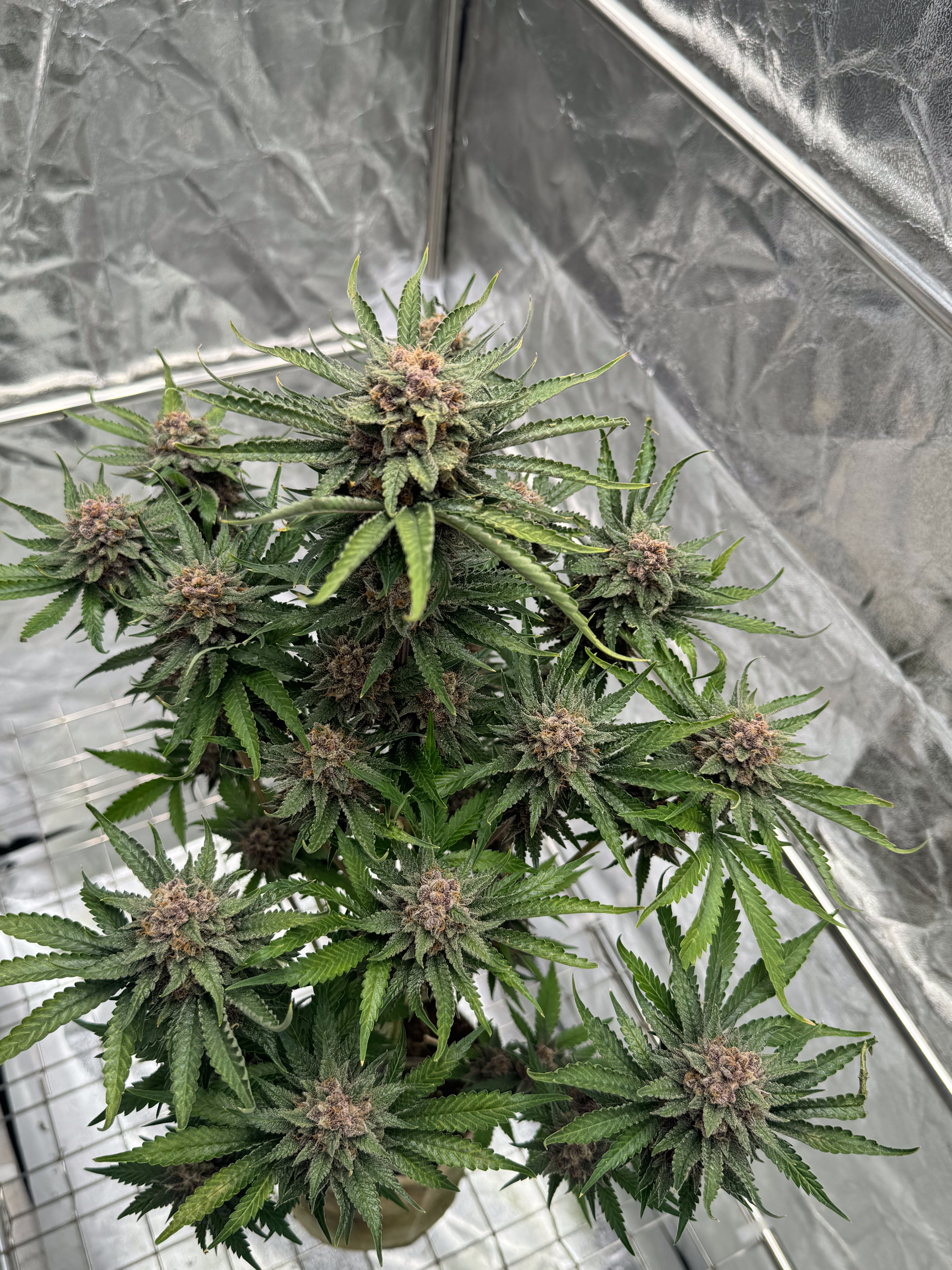 Cherry Cola Auto RF3