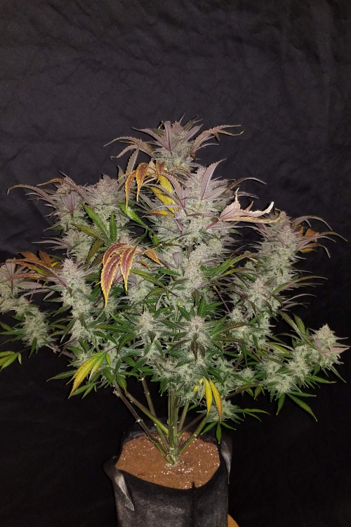 Cream Cookies Auto