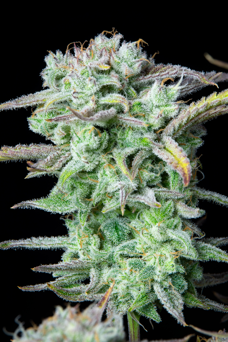 Photo of Strawberry Banana Auto
