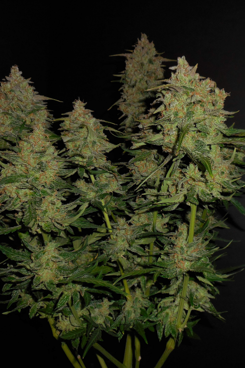 Lemon AK Auto