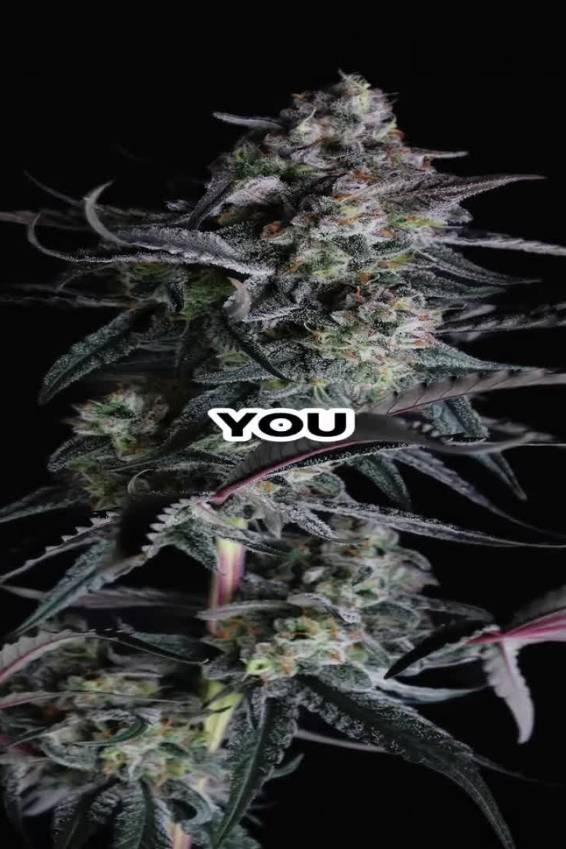 Pineapple OG Auto video