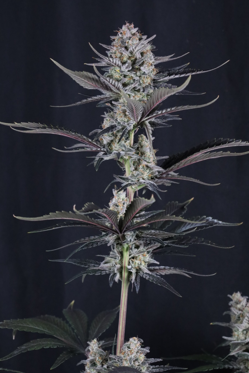 Photo of Mendo Guava Auto